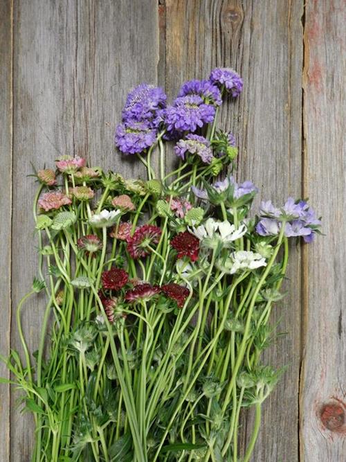 ASSORTED SCABIOSA